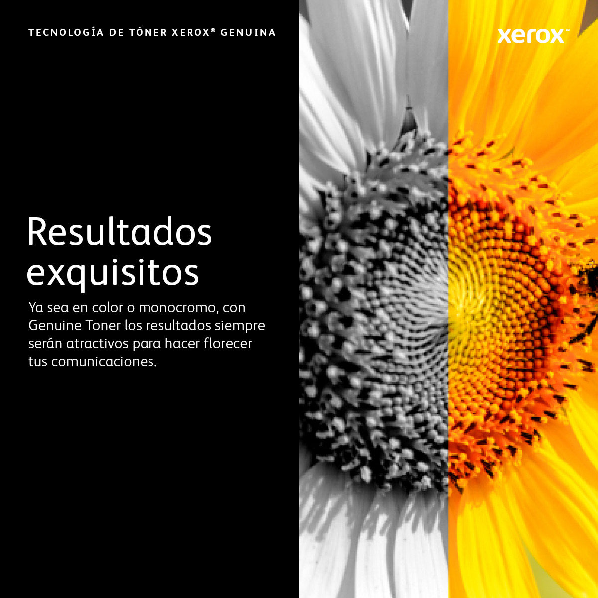 Toner Xerox Amarillo 11.8K VersaLink C7020/7025/7030