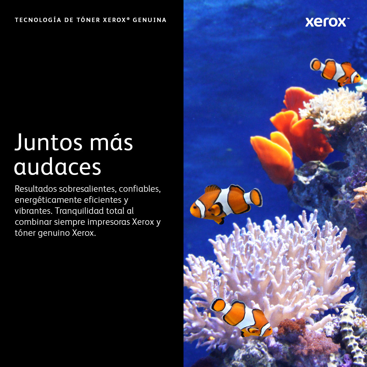 Tóner Xerox Capacidad Estándar VersaLink C8000W 5000 Páginas Color Blanco