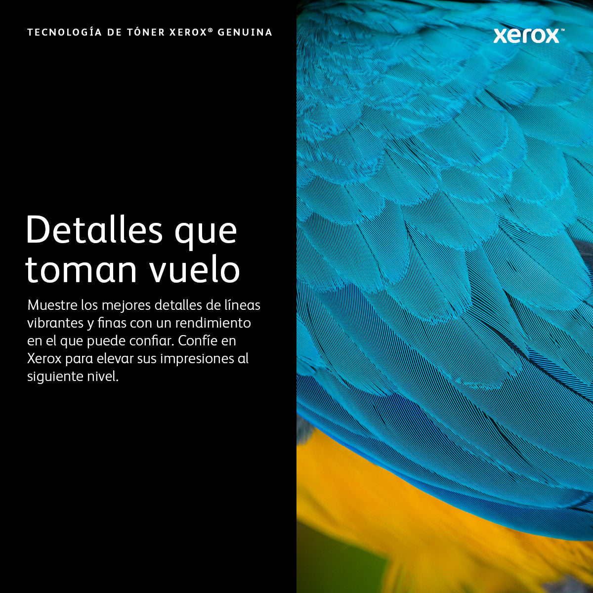 Tóner Xerox Capacidad Estándar VersaLink C8000W 5000 Páginas Color Blanco